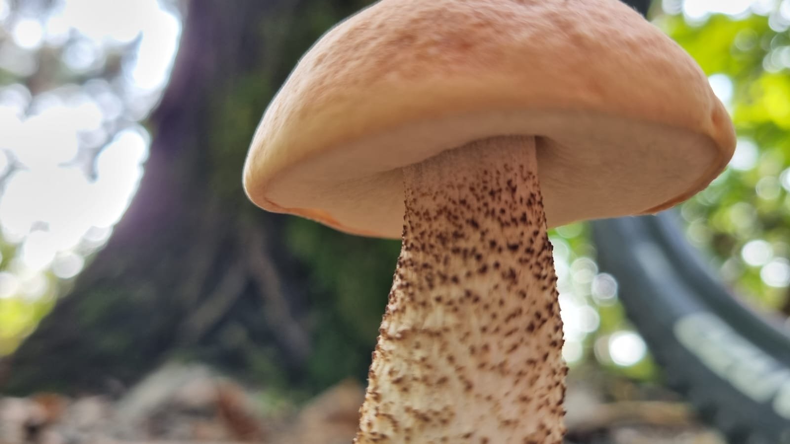 notare le squamette brune sul gambo