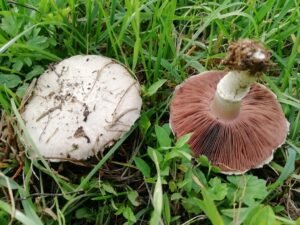 Agaricus campestris