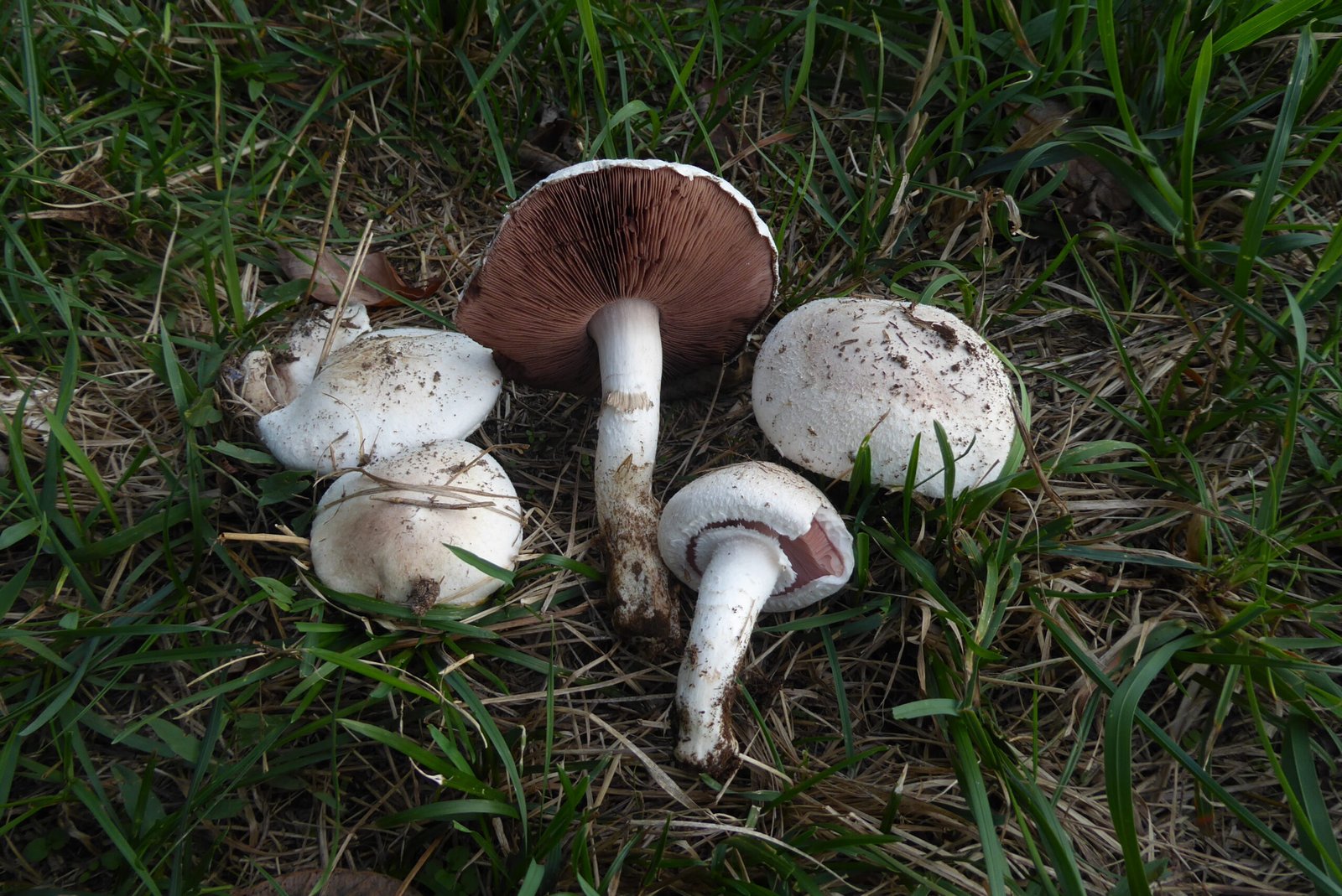 Agaricus campestris