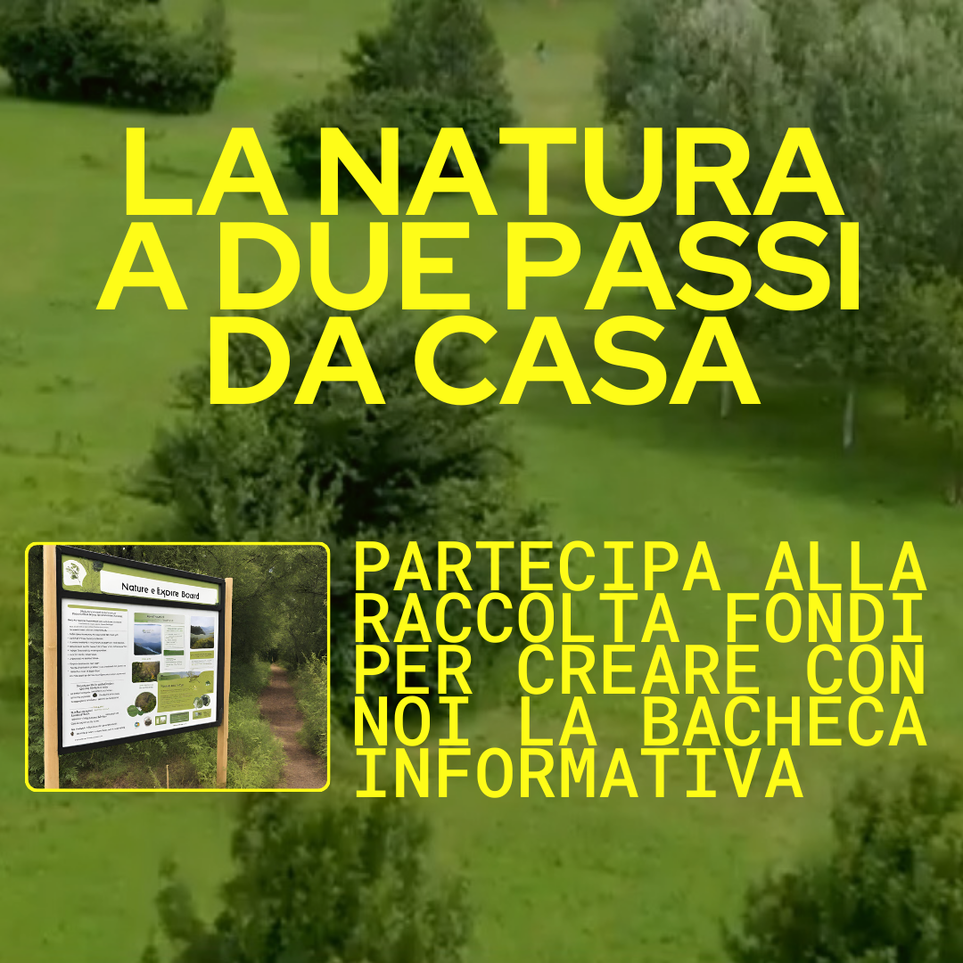 la finestra oltre la siepe