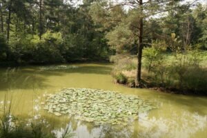 Stagno della Ca' Bianca