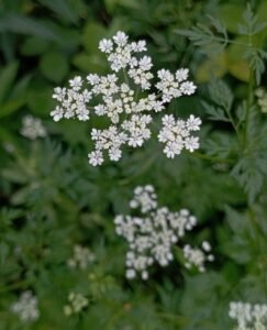 Cicuta aglina