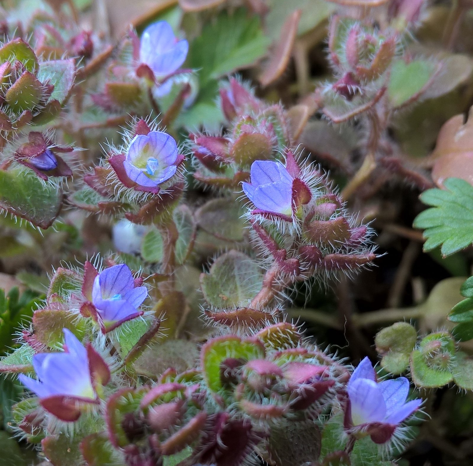 Veronica a foglie di edera