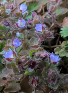 Veronica con foglie d'edera