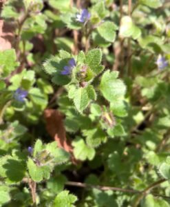 Veronica con foglie d'edera