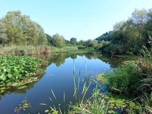 fitodepuratore di Gorla