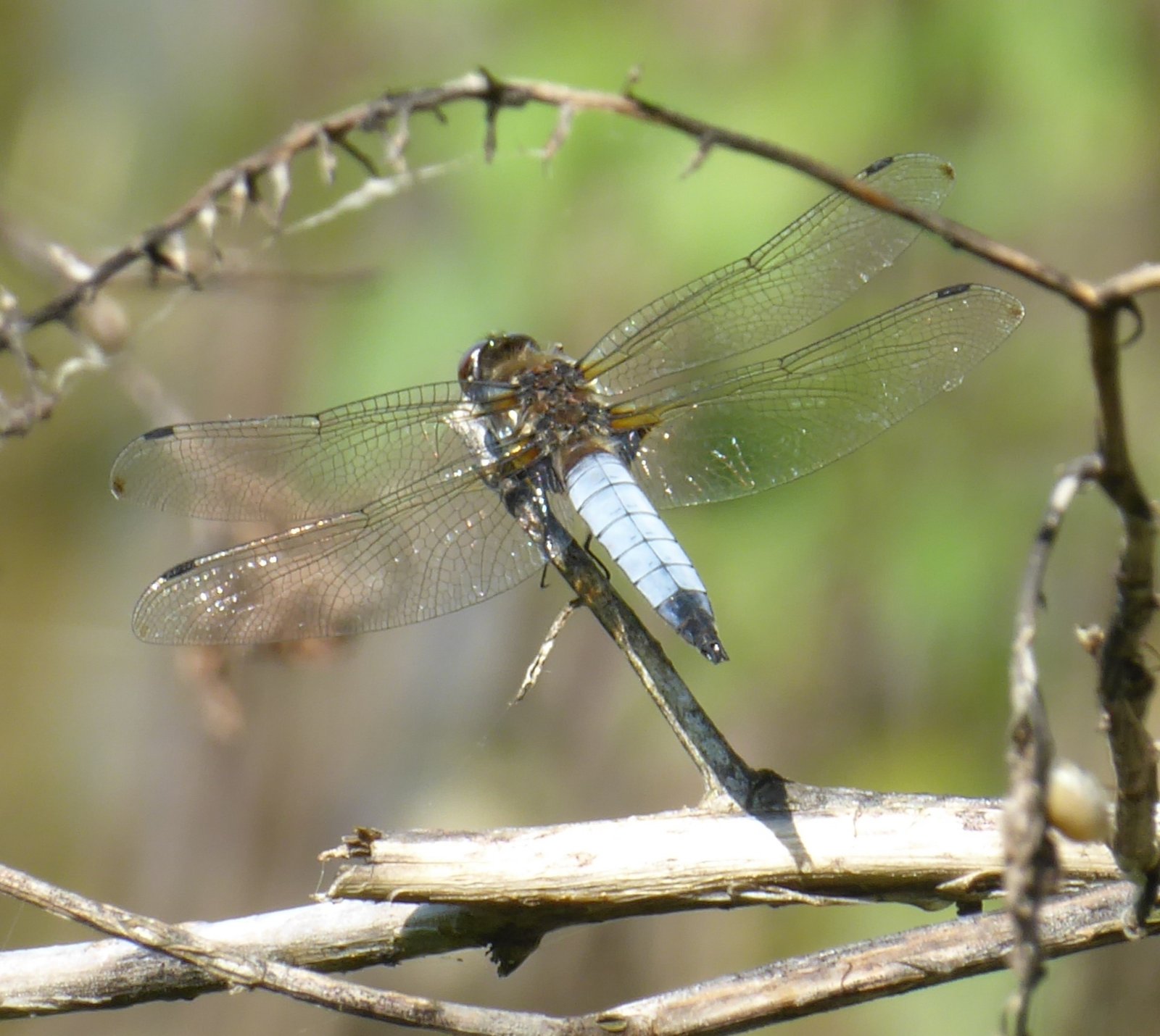 Libellula frontenera