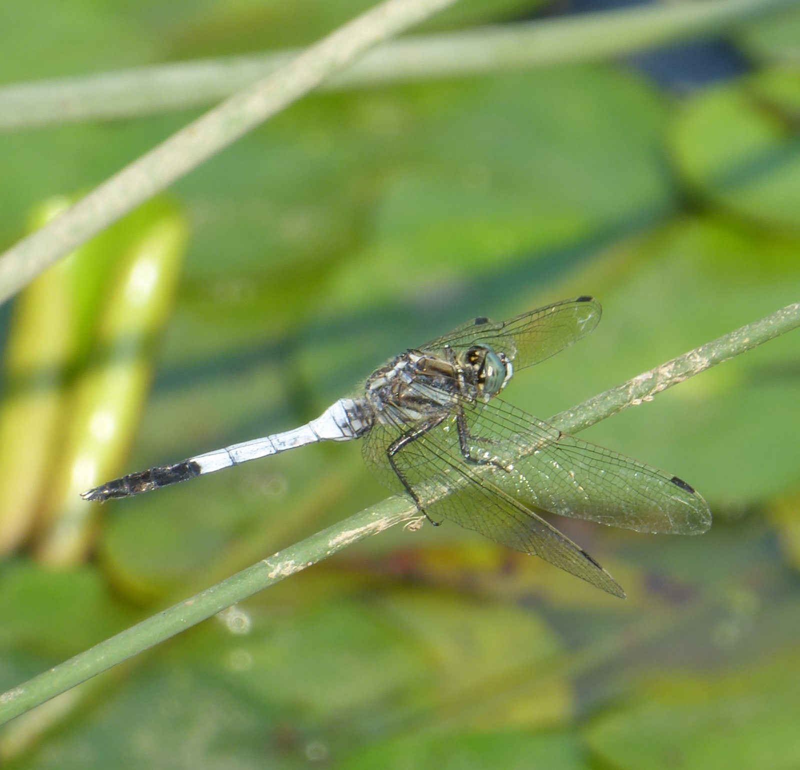 Frecciazzurra puntabianca