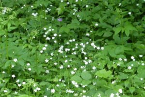 Centocchio dei boschi