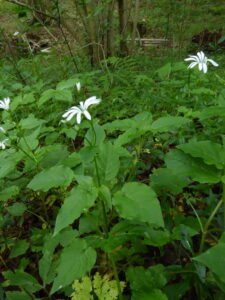 Centocchio dei boschi