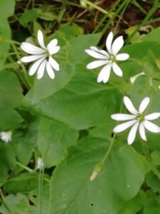 Centocchio dei boschi