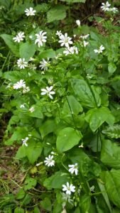 Centocchio dei boschi