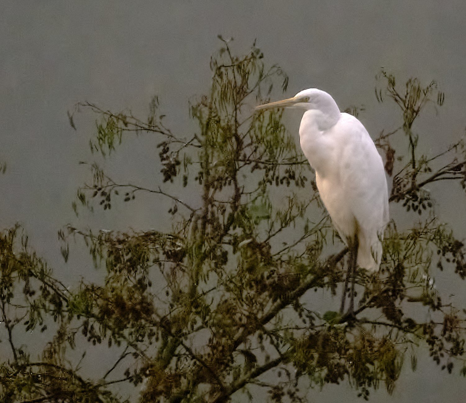 Airone bianco maggiore