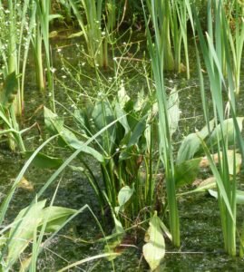 Piantaggine acquatica