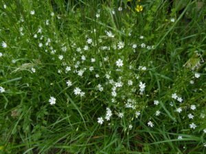 Centocchio gramignola