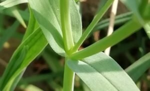 Centocchio garofanina