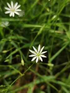 Centocchio gramignola