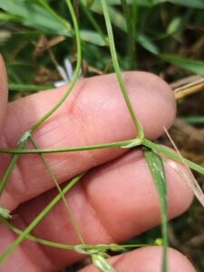 Centocchio gramignola