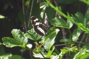 silvano dei ruscelli