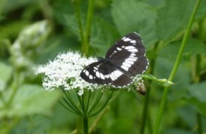 silvano dei ruscelli