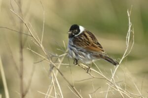 Migliarino di palude