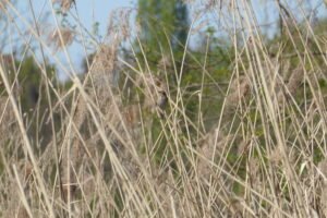 Migliarino di palude